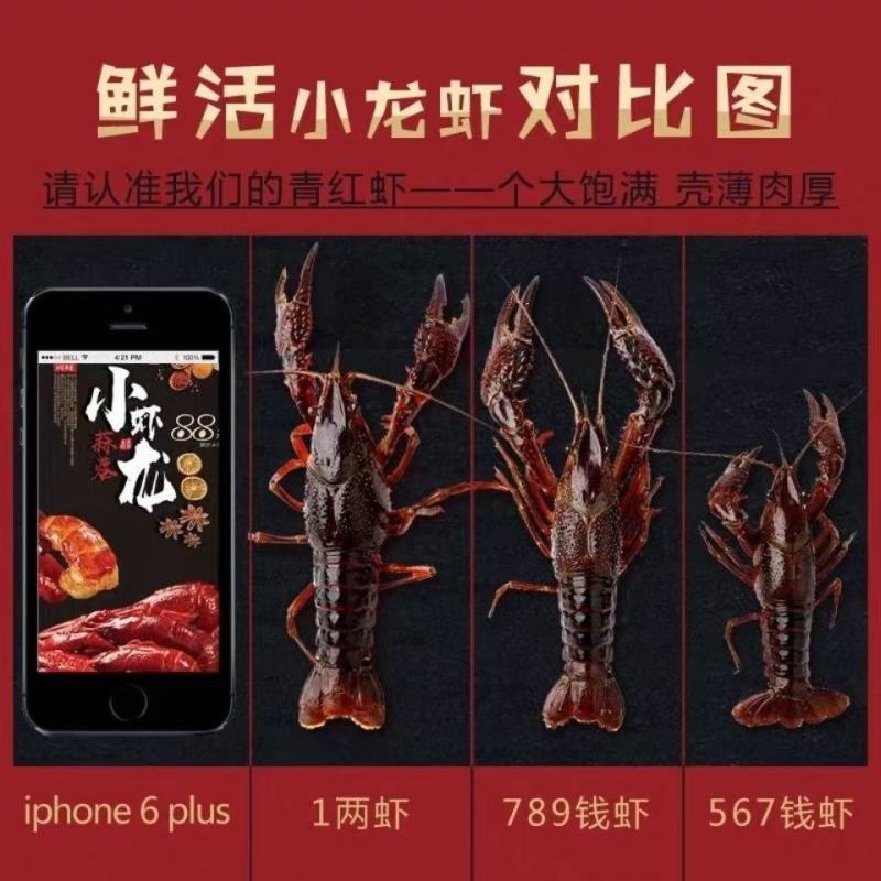 小龙虾，湖北小龙虾，肉质鲜美，全国发货货大小餐饮店以及市