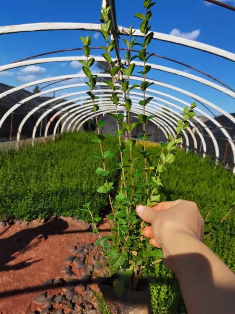女贞，小叶女贞，云南昆明小叶女贞种植园种植一手货源批发