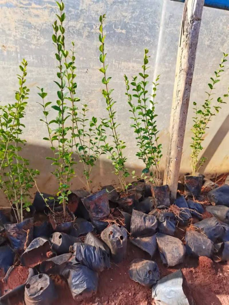 女贞，小叶女贞，云南昆明小叶女贞种植园种植一手货源批发