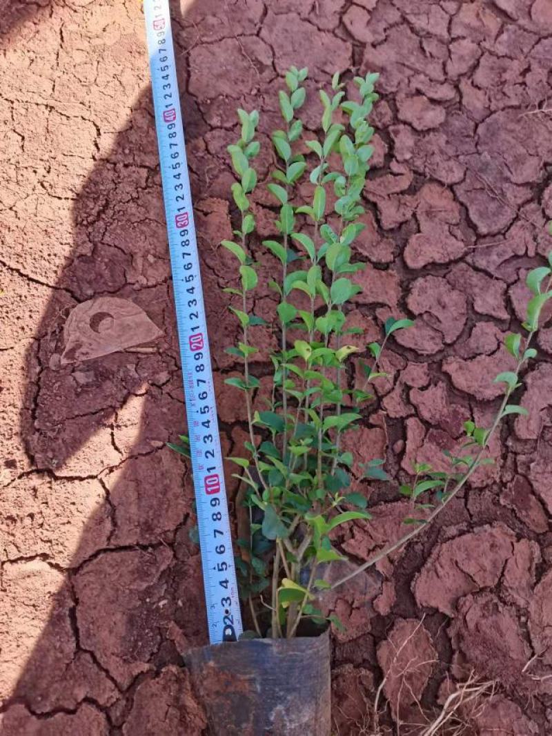女贞，小叶女贞，云南昆明小叶女贞种植园种植一手货源批发