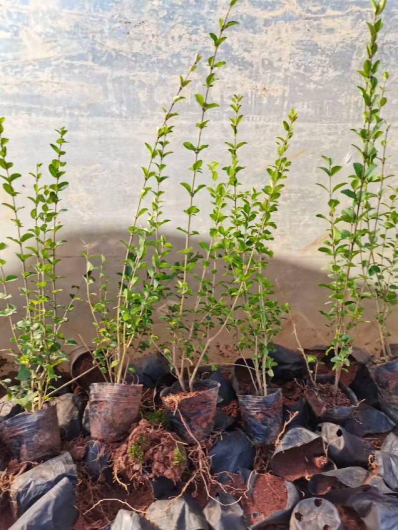 女贞，小叶女贞，云南昆明小叶女贞种植园种植一手货源批发