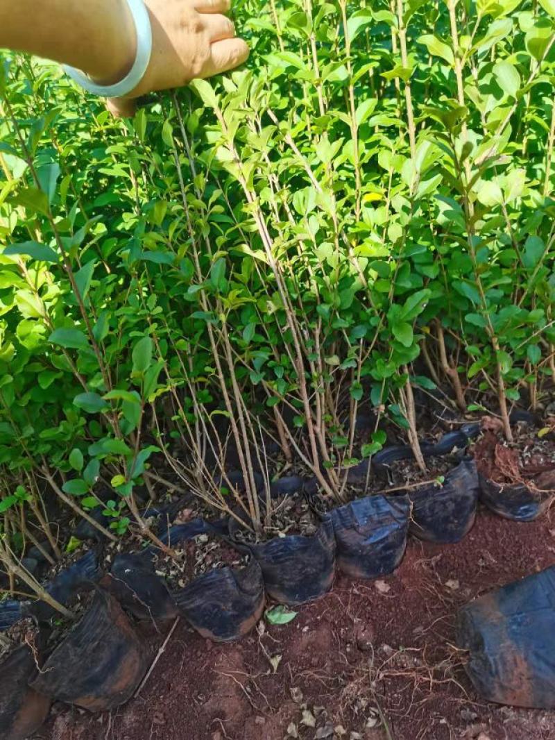 女贞，小叶女贞，云南昆明小叶女贞种植园种植一手货源批发