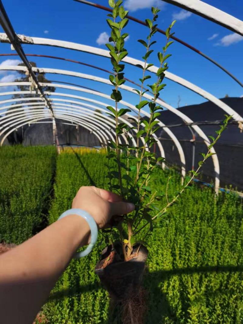女贞，小叶女贞，云南昆明小叶女贞种植园种植一手货源批发
