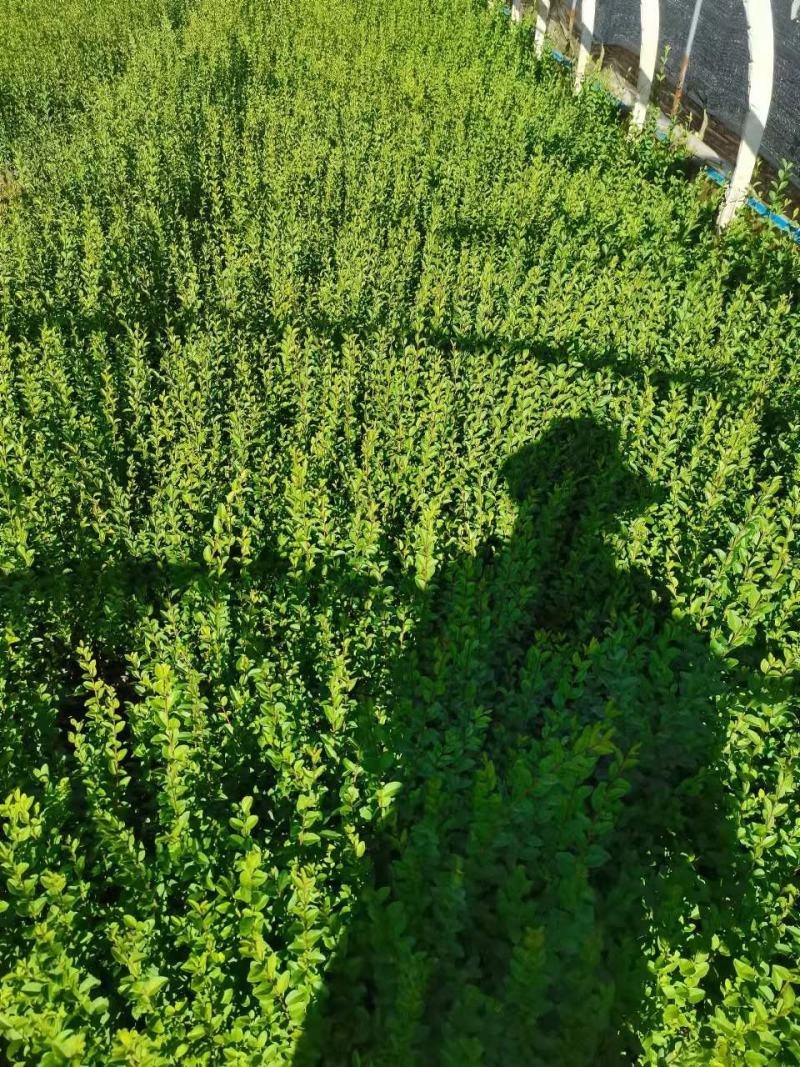 女贞，小叶女贞，云南昆明小叶女贞种植园种植一手货源批发