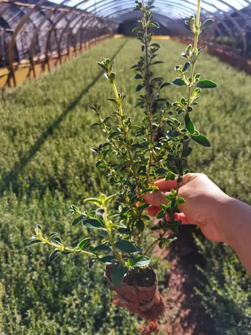 六月雪，云南昆明六月雪种植园一手货源，基地直销批发