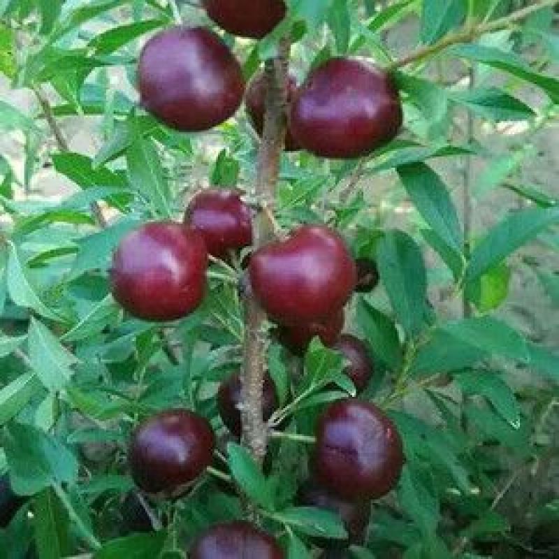 [包邮]农大钙果苗八号九号黑珍珠钙果苗二年三年钙果苗