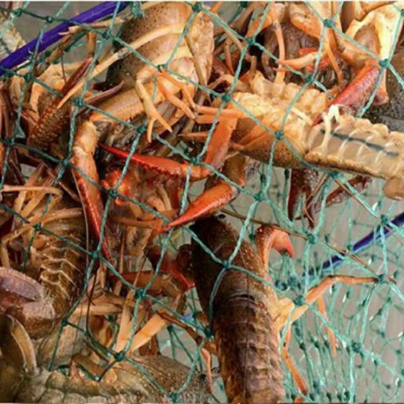 小龙虾，湖北小龙虾，肉质爆满，供应全国各地市场，餐饮店