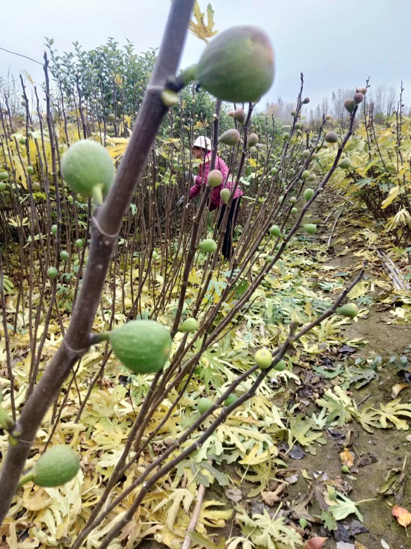 无花果苗子，大量销售，欢迎采购，保证质量，保成活率。