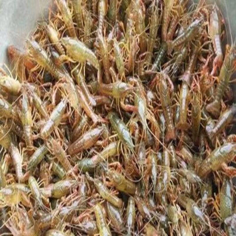 小龙虾，湖北小龙虾批发，大小市场，以及餐饮店