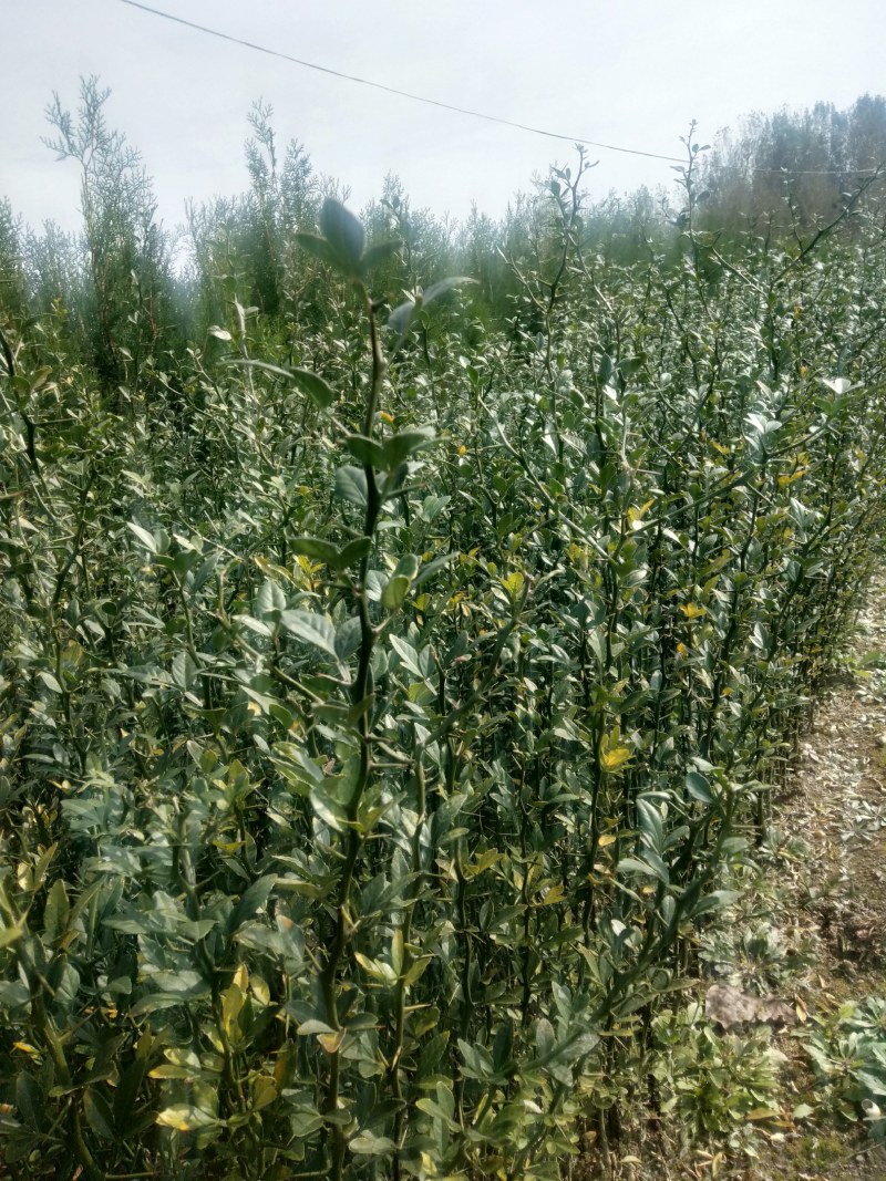 积克苗子，大量销售，欢迎采购，保成活率，欢迎实地考察。