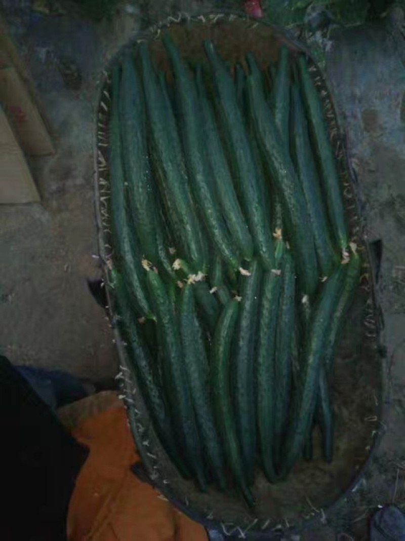 河南黄瓜，密刺黄瓜黑条油量青肉，万亩蔬菜种植基地货源充足