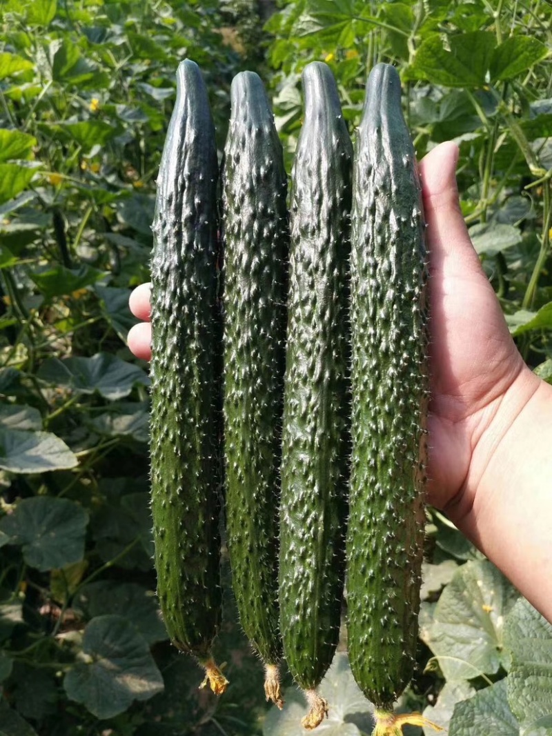 河南黄瓜，密刺黄瓜黑条油量青肉，万亩蔬菜种植基地货源充足
