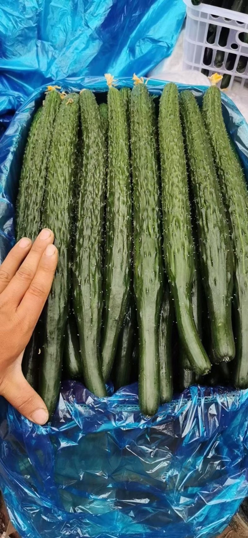 河南黄瓜，密刺黄瓜黑条油量青肉，万亩蔬菜种植基地货源充足