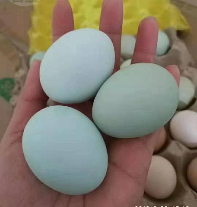 精品乌鸡蛋支持客户定制养殖标准一件代发全国