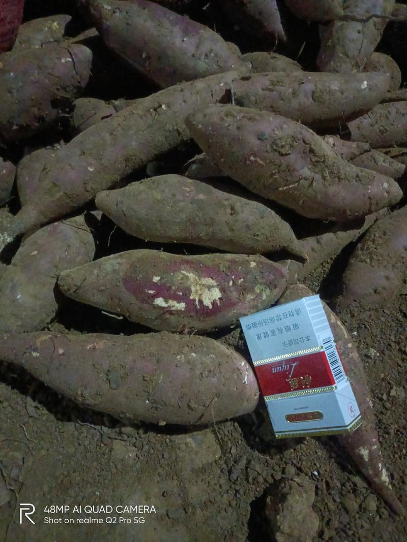 济薯25红薯苗，基地直供，一手货源，量大从优
