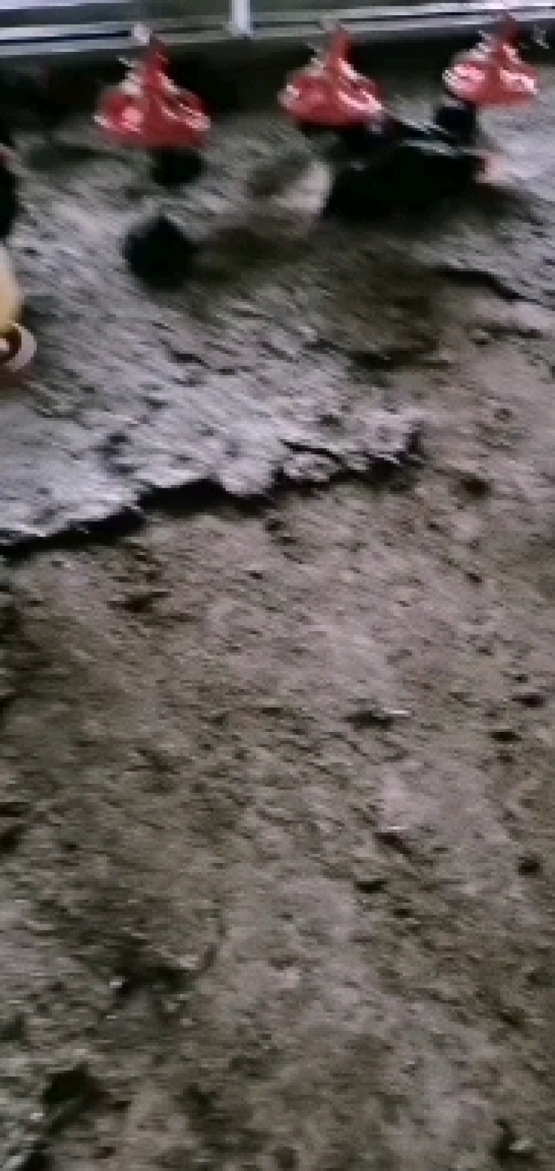 鸡粪