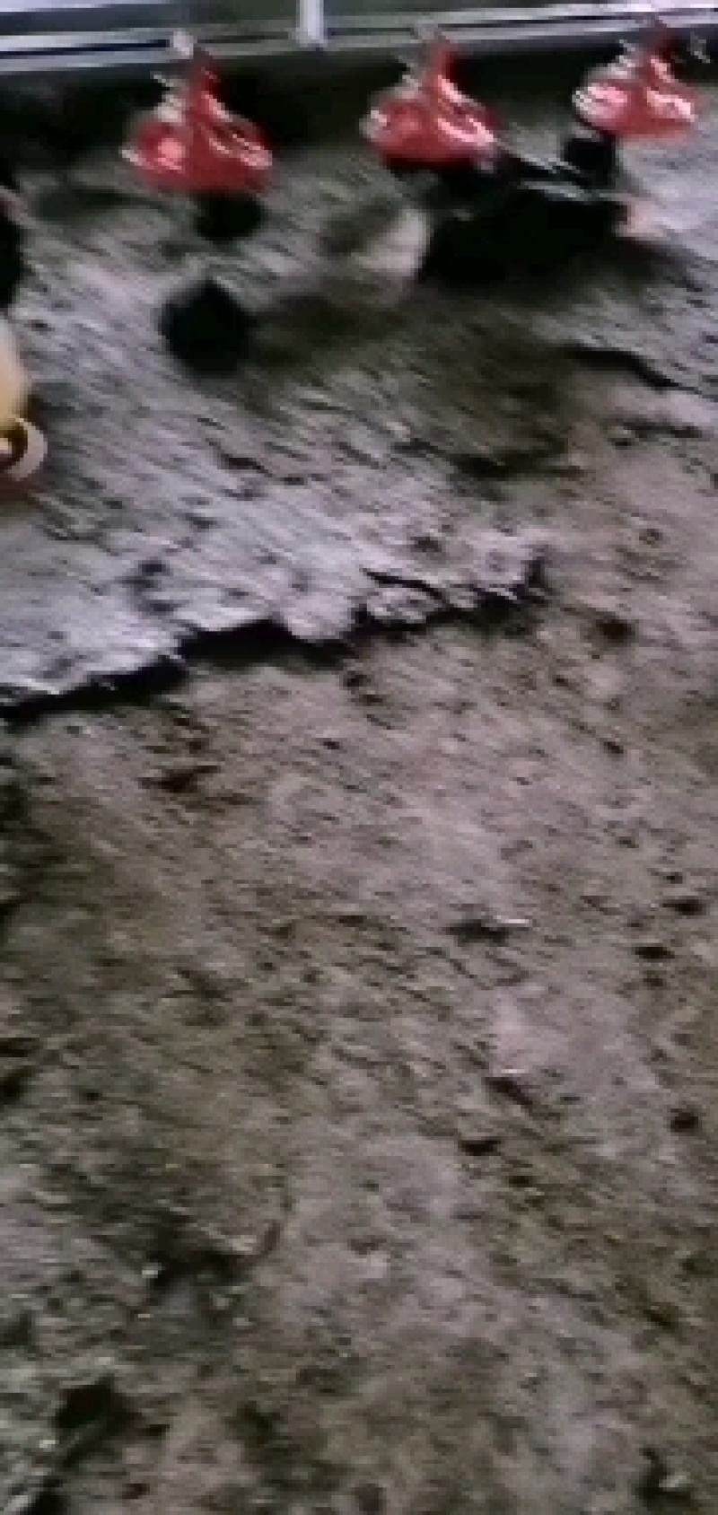 鸡粪