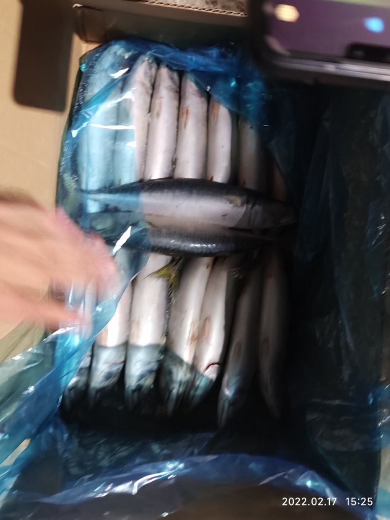 台鲅鱼鲐鲅鱼台鲅鱼青占鱼冷库直发可视频看货