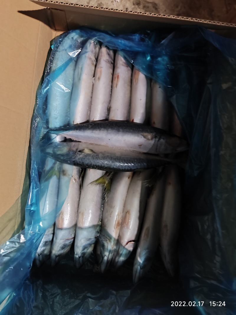 台鲅鱼鲐鲅鱼台鲅鱼青占鱼冷库直发可视频看货