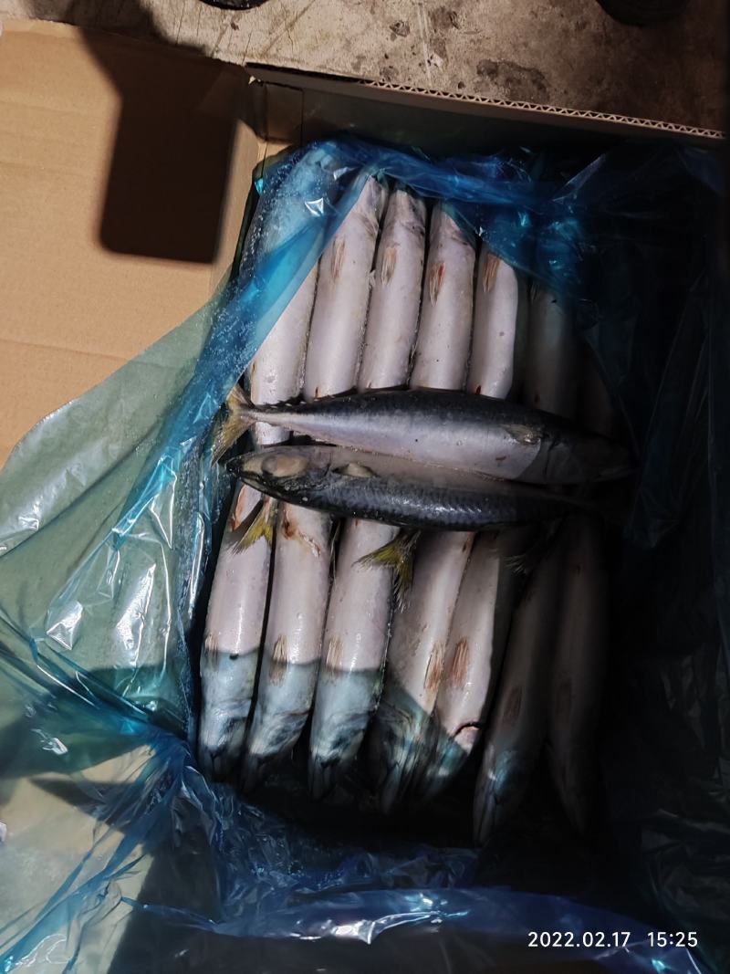 台鲅鱼鲐鲅鱼台鲅鱼青占鱼冷库直发可视频看货