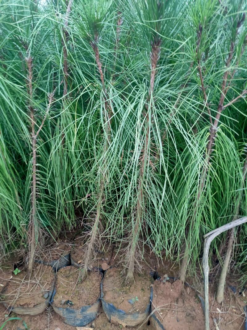 基地供应华山松湿地松小袋苗大袋苗基地直供薄利多销