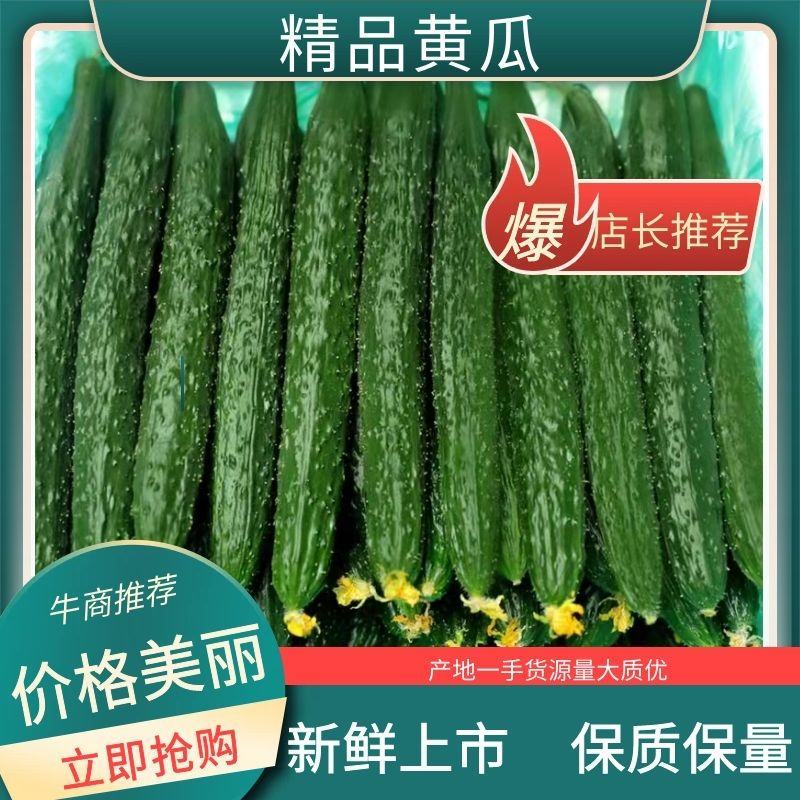 密刺黄瓜，新鲜黄瓜，量大从优，欢迎各位老板订购。