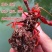 小龙虾苗种虾抱卵青虾活体虾淡水种苗养殖龙虾苗优质苗种培育