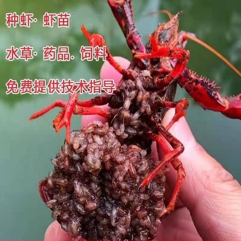 小龙虾苗种虾抱卵青虾活体虾淡水种苗养殖龙虾苗优质苗种培育