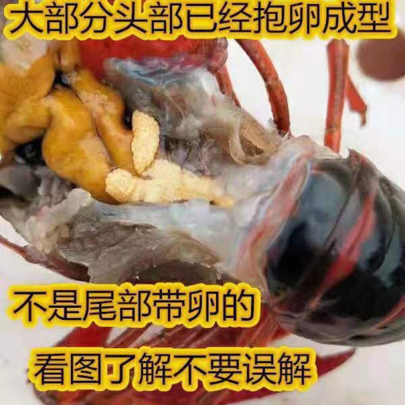 小龙虾苗种虾抱卵青虾活体虾淡水种苗养殖龙虾苗优质苗种培育