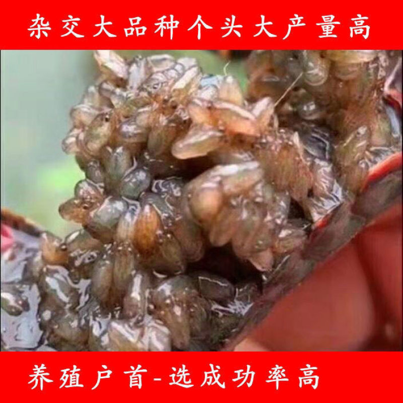 小龙虾苗种虾抱卵青虾活体虾淡水种苗养殖龙虾苗优质苗种培育