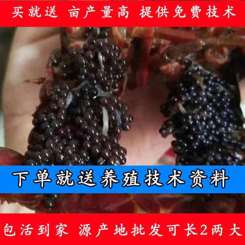 小龙虾苗种虾抱卵青虾活体虾淡水种苗养殖龙虾苗优质苗种培育