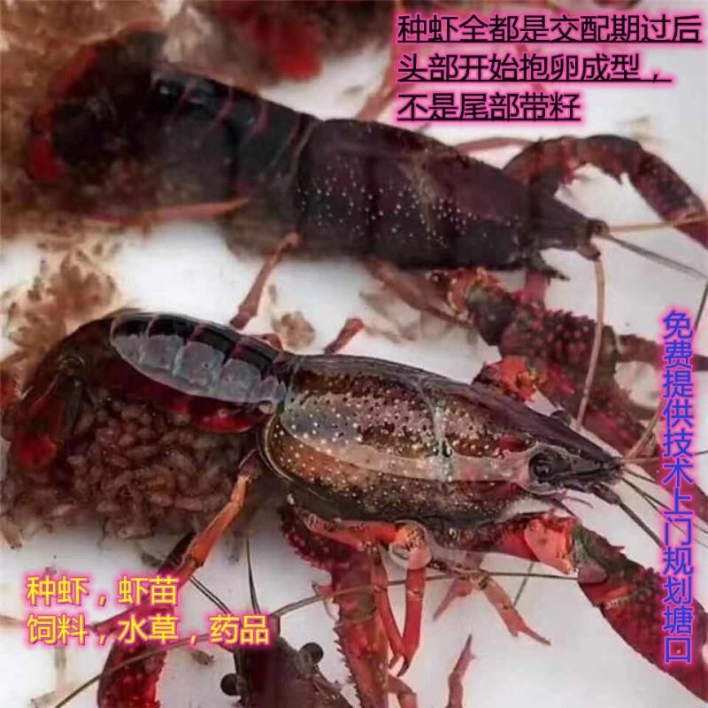 小龙虾苗种虾抱卵青虾活体虾淡水种苗养殖龙虾苗优质苗种培育