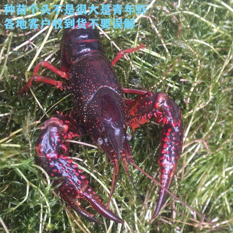 小龙虾苗种虾抱卵青虾活体虾淡水种苗养殖龙虾苗优质苗种培育