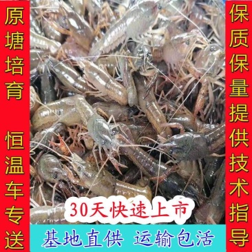 包邮小龙虾苗活体种虾苗抱卵淡水养殖龙虾苗青虾幼苗批发培育