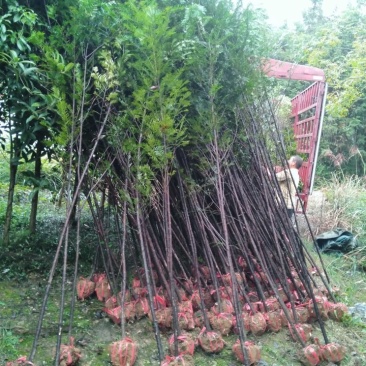 红豆杉规格齐全