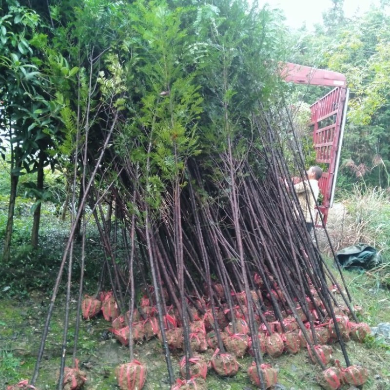 红豆杉规格齐全