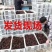 包邮小龙虾苗活体种虾苗抱卵淡水养殖龙虾苗青虾幼苗批发培育