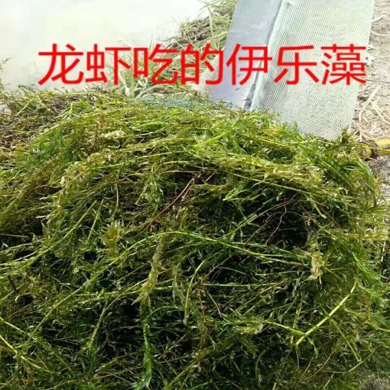 包邮小龙虾苗活体种虾苗抱卵淡水养殖龙虾苗青虾幼苗批发培育