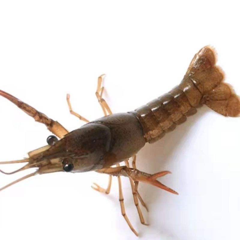包邮小龙虾苗活体种虾苗抱卵淡水养殖龙虾苗青虾幼苗批发培育