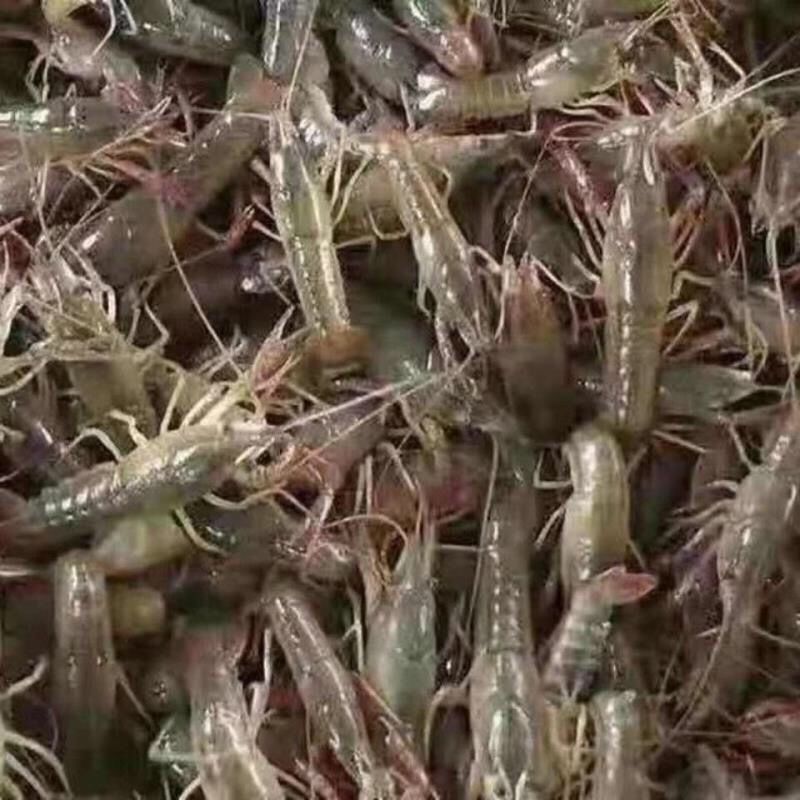 包邮小龙虾苗活体种虾苗抱卵淡水养殖龙虾苗青虾幼苗批发培育