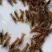 包邮小龙虾苗活体种虾苗抱卵淡水养殖龙虾苗青虾幼苗批发培育