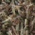 包邮小龙虾苗活体种虾苗抱卵淡水养殖龙虾苗青虾幼苗批发培育