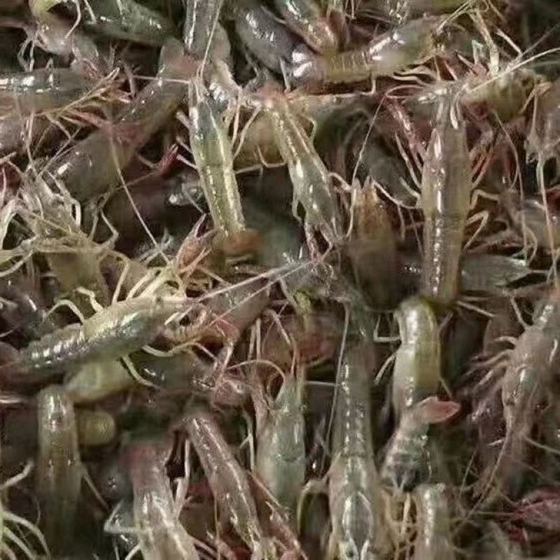 包邮小龙虾苗活体种虾苗抱卵淡水养殖龙虾苗青虾幼苗批发培育