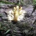 包邮小龙虾苗活体种虾苗抱卵淡水养殖龙虾苗青虾幼苗批发培育