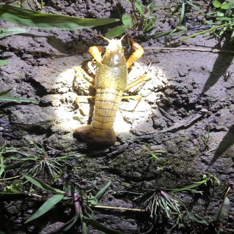 包邮小龙虾苗活体种虾苗抱卵淡水养殖龙虾苗青虾幼苗批发培育