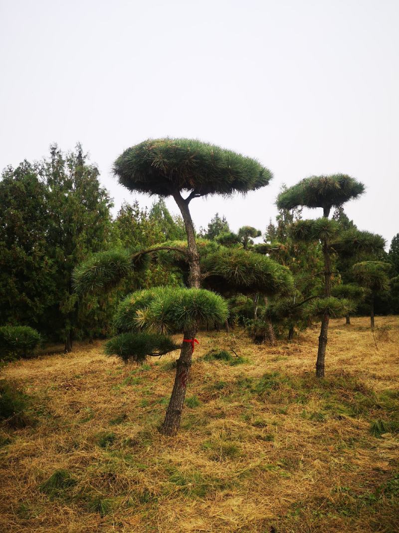 侧柏苗黑松苗规格多产地直销荒山绿化树