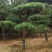 侧柏苗黑松苗规格多产地直销荒山绿化树
