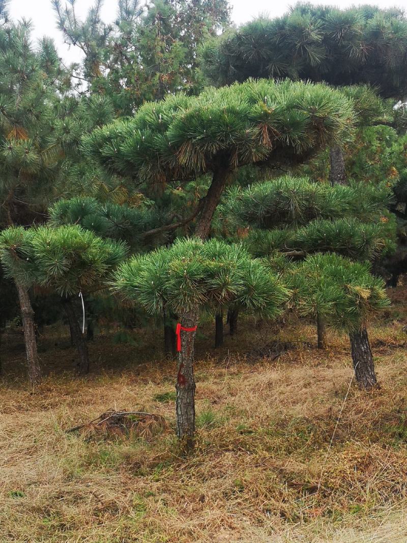 侧柏苗黑松苗规格多产地直销荒山绿化树