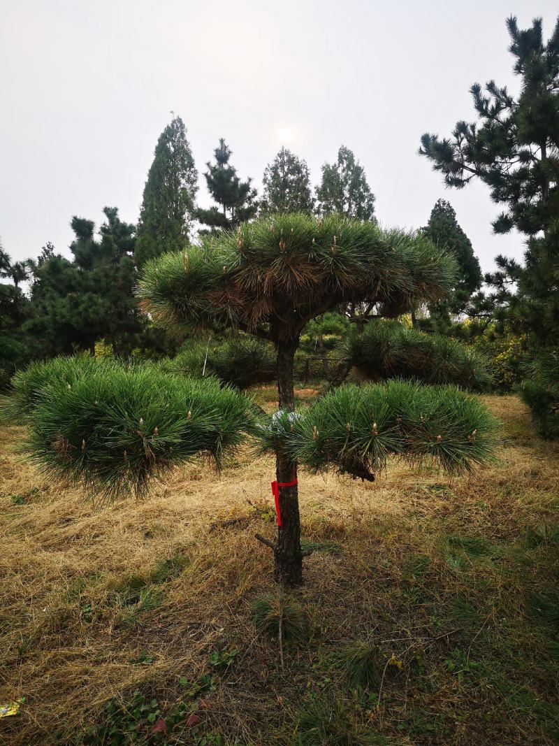 侧柏苗黑松苗规格多产地直销荒山绿化树