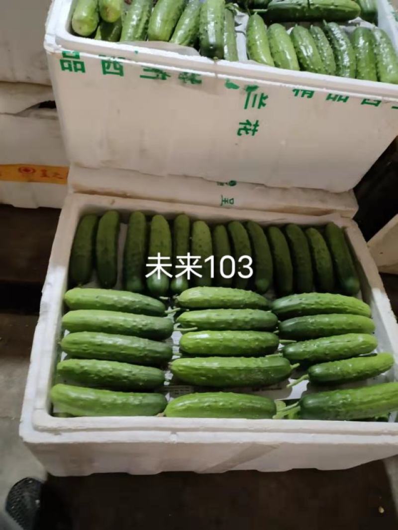 未来103水果黄瓜种子103，108品种种子